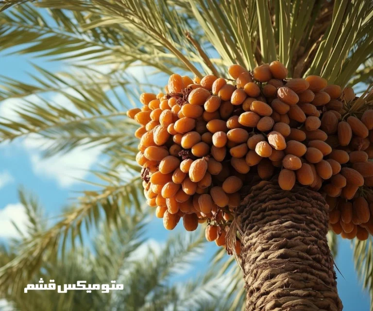 انار